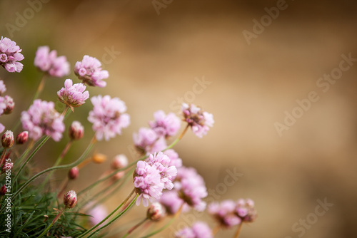 Blumen Hintergrund  © Yulianna