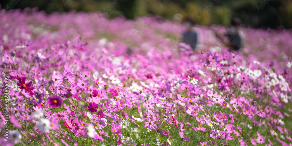 コスモスの花　空きのイメージ