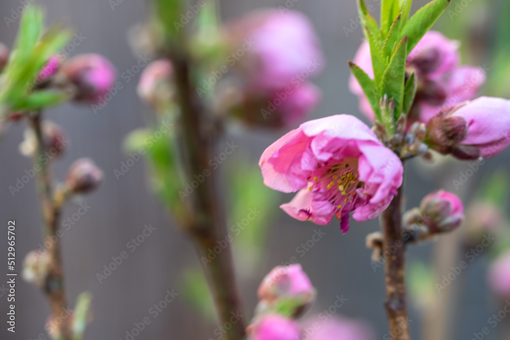 Obraz premium 桃の花 春のイメージ