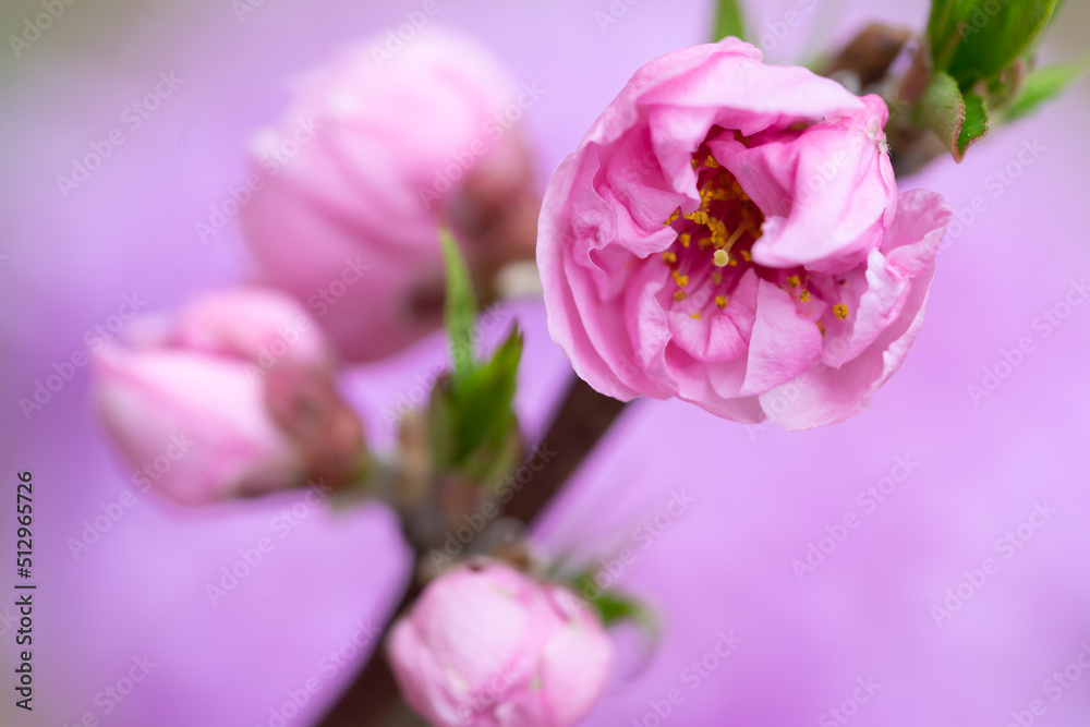 桃の花　春のイメージ