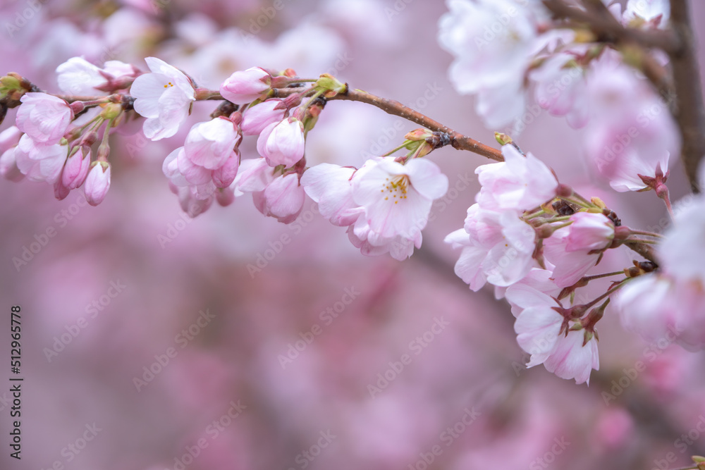 Obraz premium 桜の花 春のイメージ
