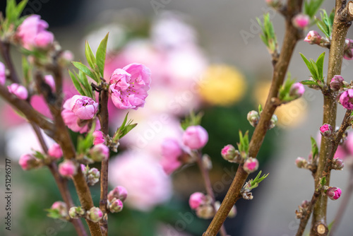 桃の花 春のイメージ