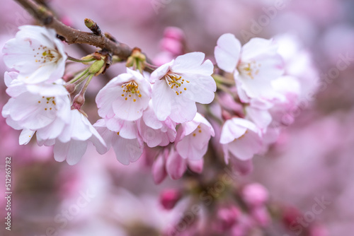 桜の花　春のイメージ © TOMO