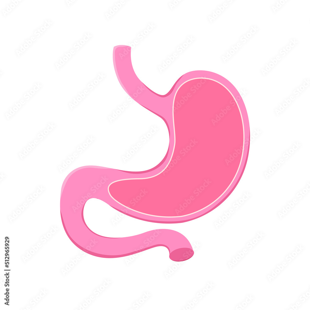 Stomach icon. Human internal organs symbol. Digestive system anatomy. Vector illustration on white background Stomach icon. Human internal organs symbol. Digestive system anatomy. Vector illustration on white background