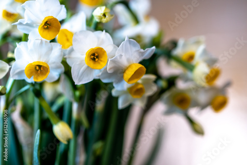 水仙の花　初春イメージ