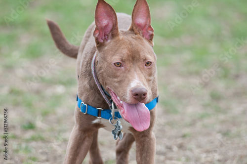 Young pit-bull terrier mix at the dog park