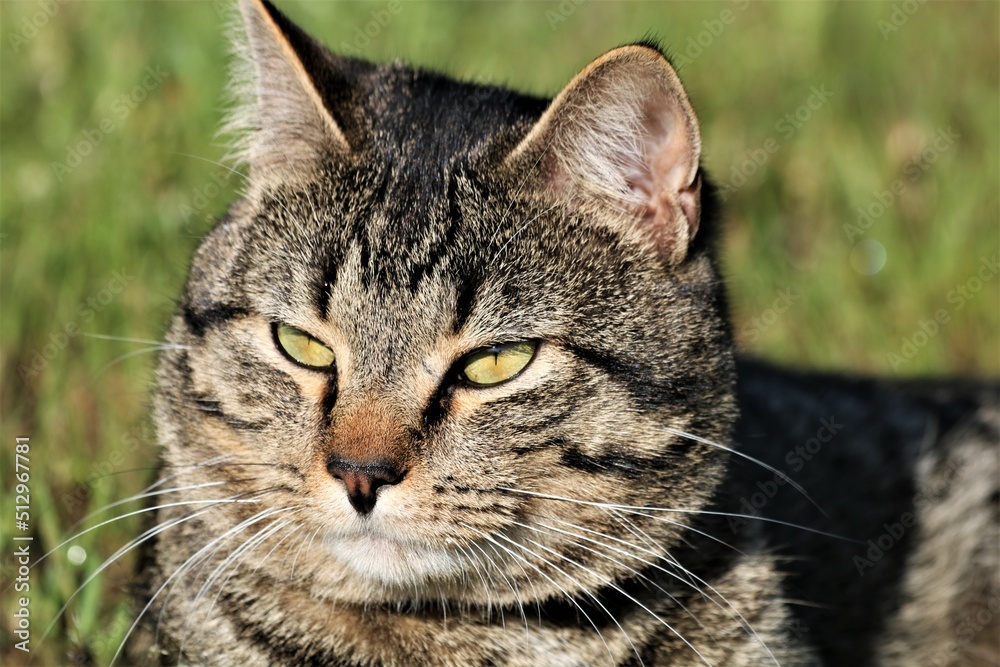 Gray Tabby Cat Close up Portrait