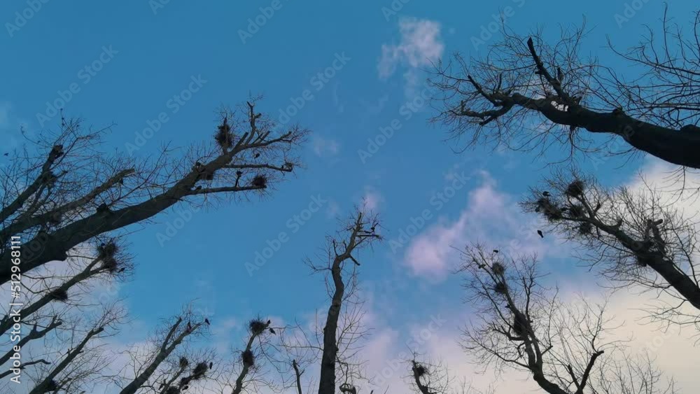 Naked branches of a tree against blue sky close up.