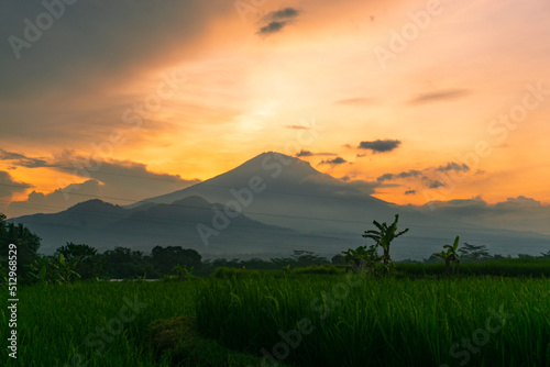 Green rice field with orange sunset sky. The sky is cloudy. The rice field is full of green paddy plant. Central Java, Indonesia