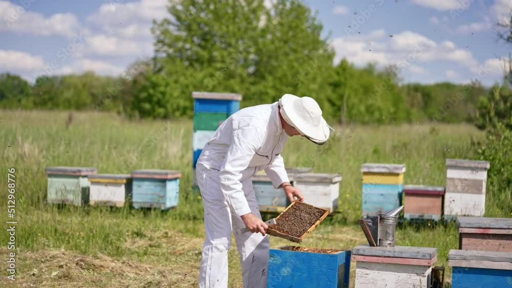 Apiarist pulls the frame covered with bees out of hive. Man in special suit takes care of his bee farm. Nature backdrop in blur. Apiarist pulls the frame covered with bees out of hive. Man in special suit takes care of his bee farm. Nature backdrop in blur.