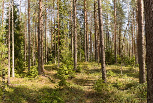 Panorama of a summer pine forest flooded with sun