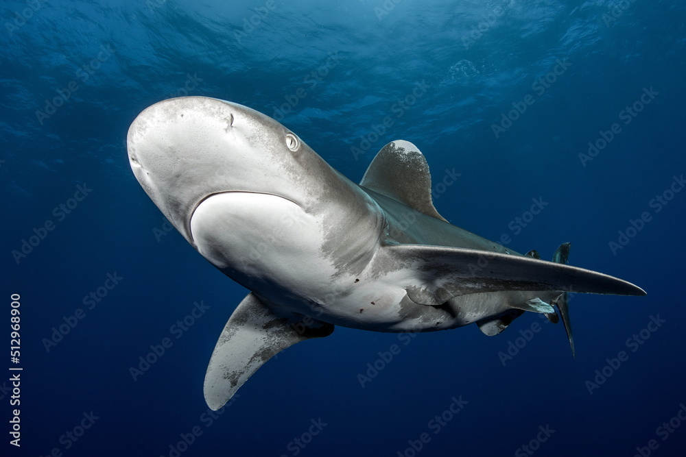 Fototapeta premium Oceanic Whitetip Shark Cat Island Bahamas
