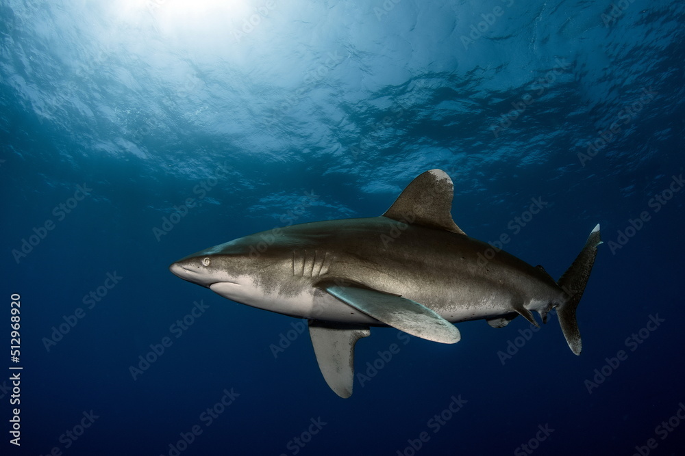 Fototapeta premium Oceanic Whitetip Shark Cat Island Bahamas