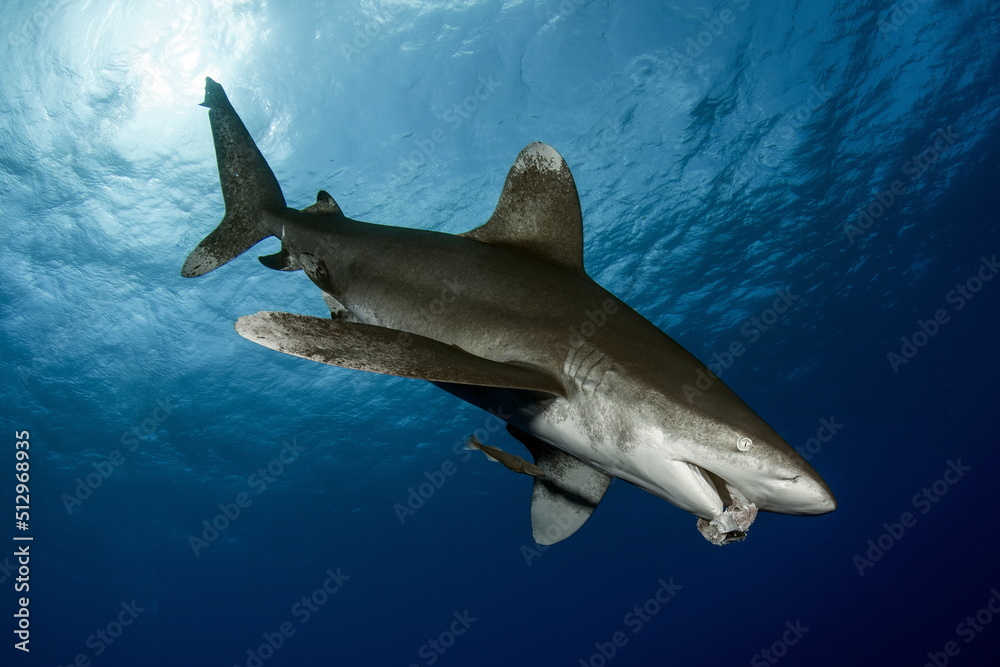 Fototapeta premium Oceanic Whitetip Shark Cat Island Bahamas