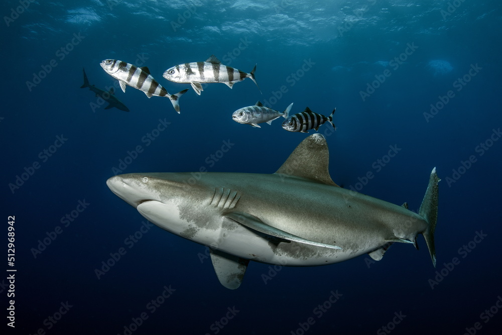 Obraz premium Oceanic Whitetip Shark Cat Island Bahamas