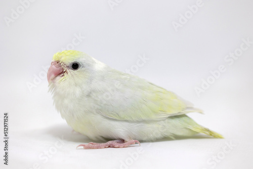 Selective focus of forpus parrotlet newborn bird studio shot on white background