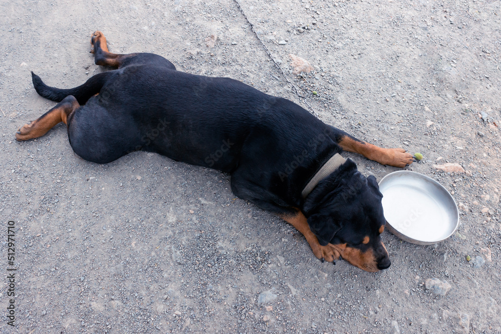  A sad and hungry dog  is lying next to an empty bowl. Stray dog problem concept.