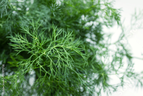 Partially blurred background image of green sprigs of dill growing in vegetable garden. Selective focus. Copy space
