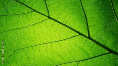 Green leaf texture. Vector background, EPS10