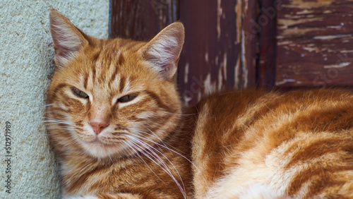 Creespy le chat roux, allongé le long d'une porte en bois