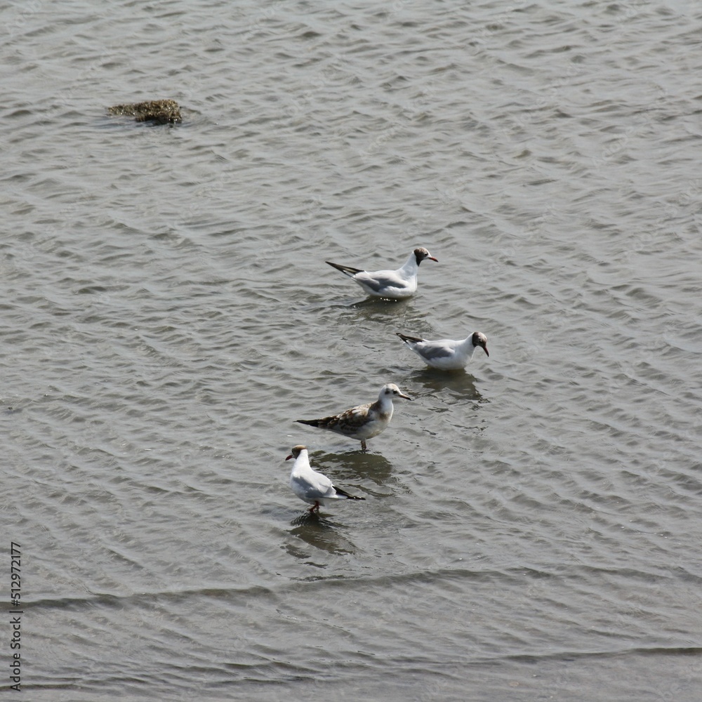 Seagulls looking for food in the wadden sea - Möwen suchen nach Futter im Wattenmeer Seagulls looking for food in the wadden sea - Möwen suchen nach Futter im Wattenmeer