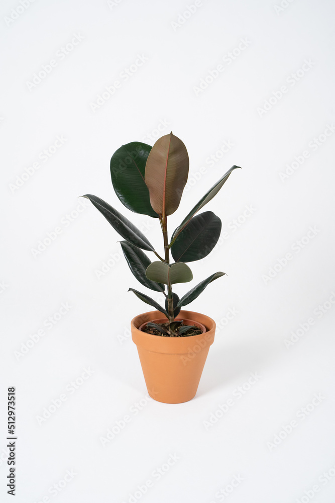 Ficus abidjan with large leaves in a terracotta brown pot on a white background