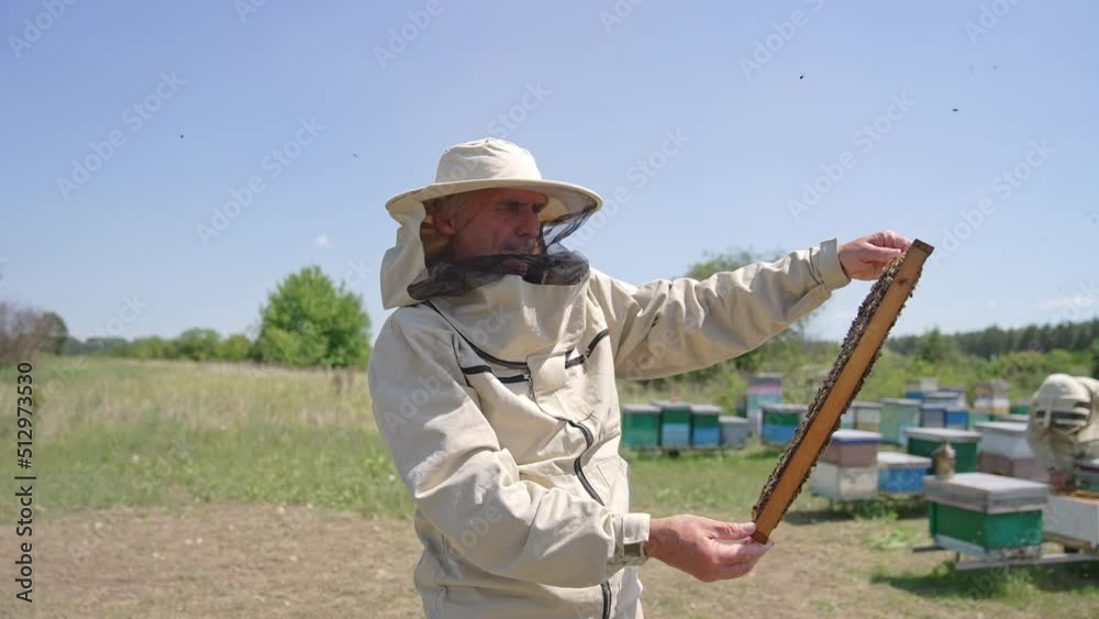 Honey frame coated with worker bees in the hands of old beekeeper. Apiarist standing in the middle of bee farm. Sunny day background.