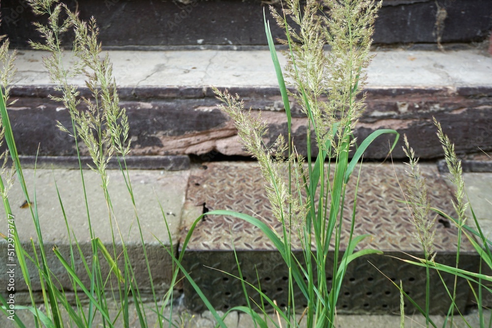 Hohe grüne Graspflanzen vor alten Steintreppenstufen von Haus Hohe grüne Graspflanzen vor alten Steintreppenstufen von Haus