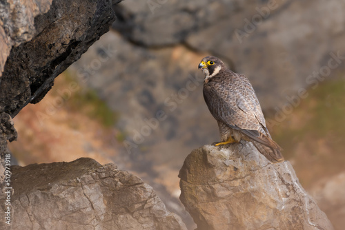 Peregrine falcon portrait of adult