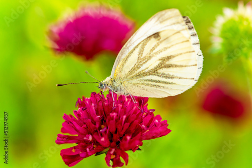 Butterfly, Cabbage White, Pieris rapae, nectaring on blooming purple red Knautia macedonica - in german Mazedonische Witwenblume. Female European Large Cabbage White butterfly Pieris brassicae  photo