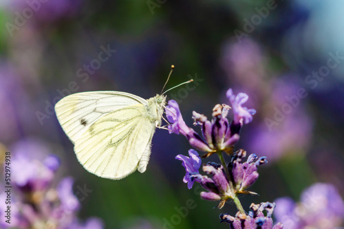Large white Butterfly, Cabbage White, Pieris rapae, nectaring on blooming salvia - sage flowers. Female European Large Cabbage White butterfly Pieris brassicae feeding on flower.