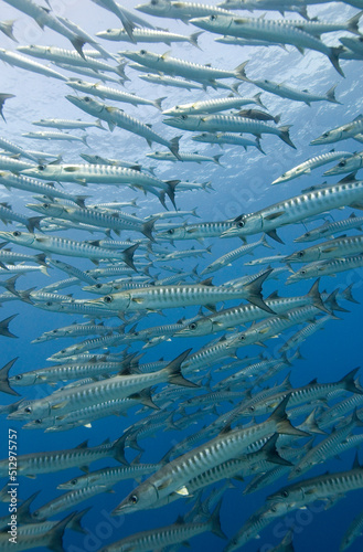 Photography Large school of Barracuda swim past camera