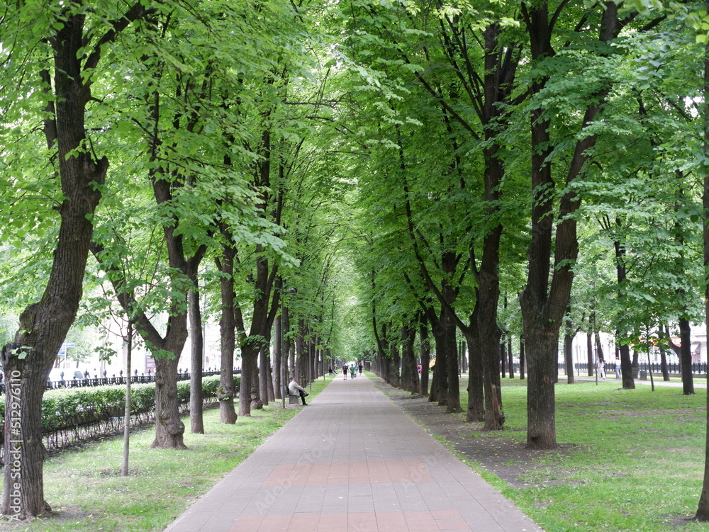 Alley with trees on the city Boulevard in Moscow. Alley with trees on the city Boulevard in Moscow.