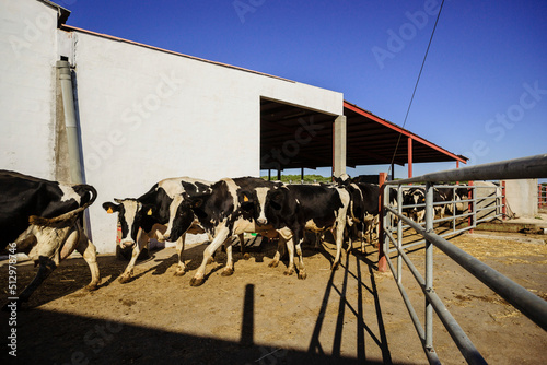 granja de vacas para la fabricacion artesanall de queso Binibeca de Jaume Pons - denominacion de origen Mahon artesano-  finca Alcaiduset, Alaior, Menorca, Islas Baleares, españa, europa. photo