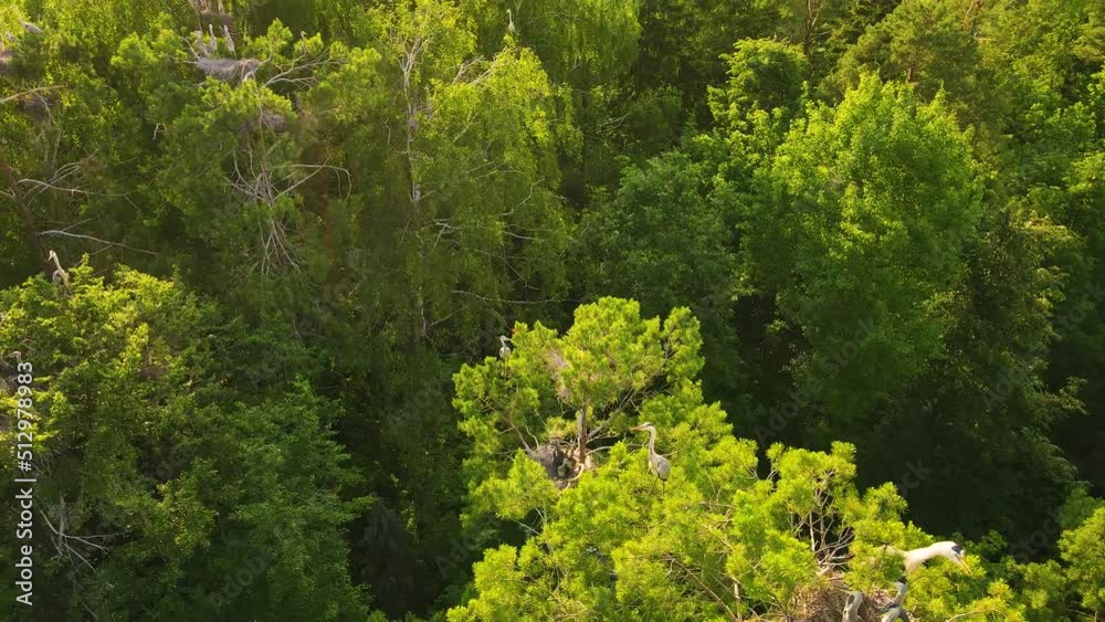 A beautiful panorama from above to the nests and flight of gray herons. Dwelling of water birds high on the branches. Bird behavior in their natural habitat. Wildlife, nesting birds background. UHD 4K A beautiful panorama from above to the nests and flight of gray herons. Dwelling of water birds high on the branches. Bird behavior in their natural habitat. Wildlife, nesting birds background. UHD 4K