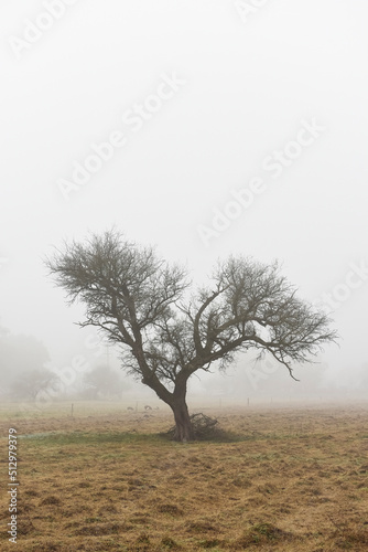 Lonely tree in thick fog at dawn, in Pampas Landscape, La Pampa Province, Patagonia, Argentina.