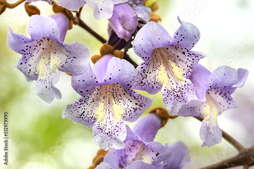 a tree blooming with purple flowers