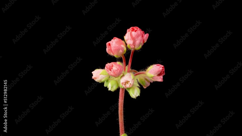 Pink Geranium Pelargonium Blossoms. Beautiful Time Lapse of Opening Pink Geranium Pelargonium Flower on Black Background. 4K. Pink Geranium Pelargonium Blossoms. Beautiful Time Lapse of Opening Pink Geranium Pelargonium Flower on Black Background. 4K.