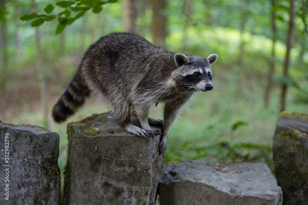 weiblicher Waschbär im Bergpark Kassel - Bad Wilhelmshöhe