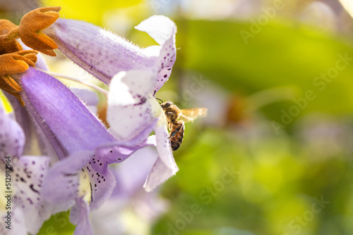 a tree blooming with purple flowers