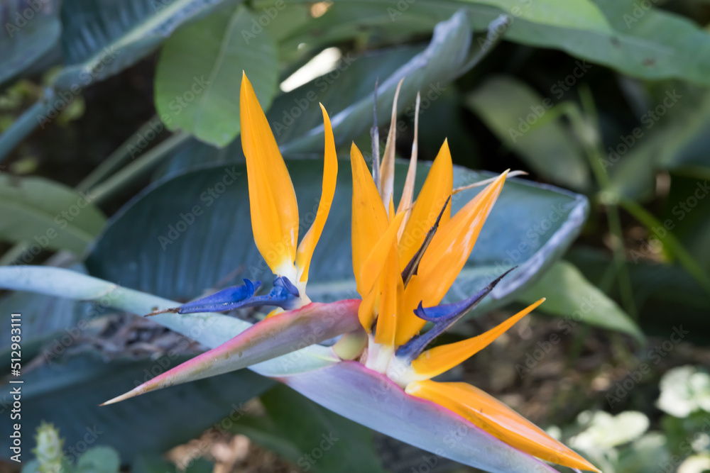 Fototapeta premium Orange Bird of Paradise 