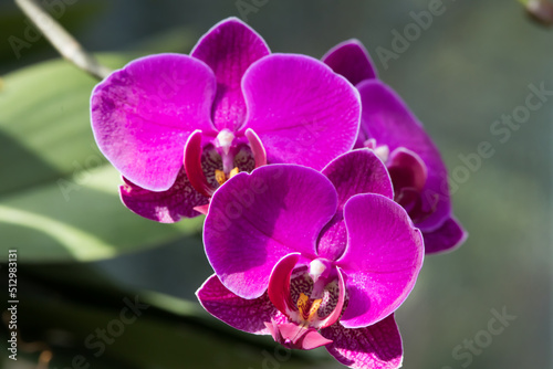 Purple Orchid growing in the garden