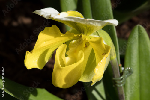 Yellow Pitcher Plant in the garden photo