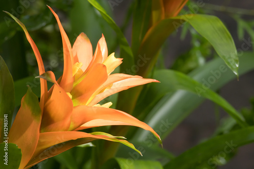 Orange flowers blooming on a plant