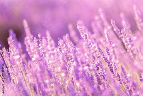 Fototapeta Naklejka Na Ścianę i Meble -  Lavender bushes closeup on sunset. Sunset gleam over purple flowers of lavender. Provence region of France.