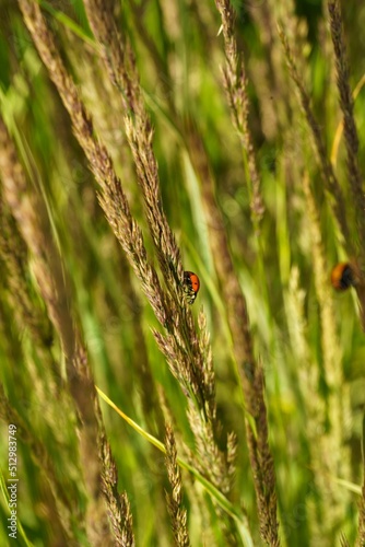 ladybug in the grass