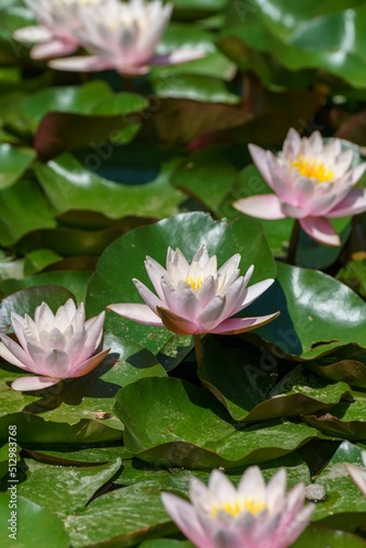 Lotus flower in water