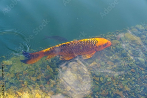 golden fish in the lake © Michael_S