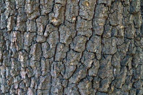 oak bark texture