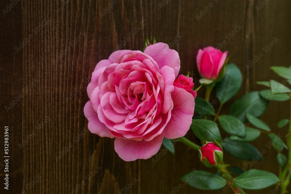Blooming rose in the park Blooming rose in the park